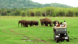 yala safari